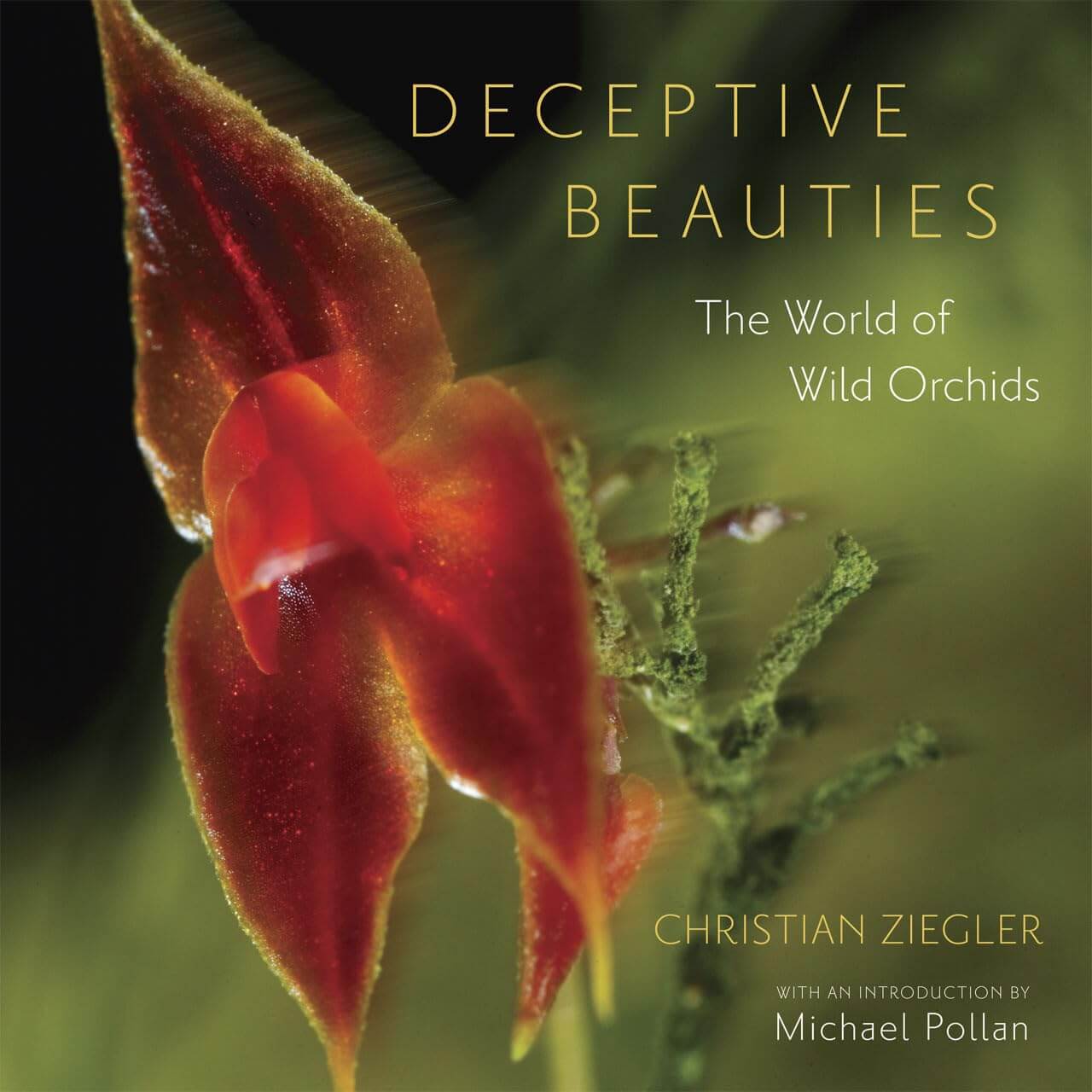 Deceptive Beauties: The World of Wild Orchids used book depot