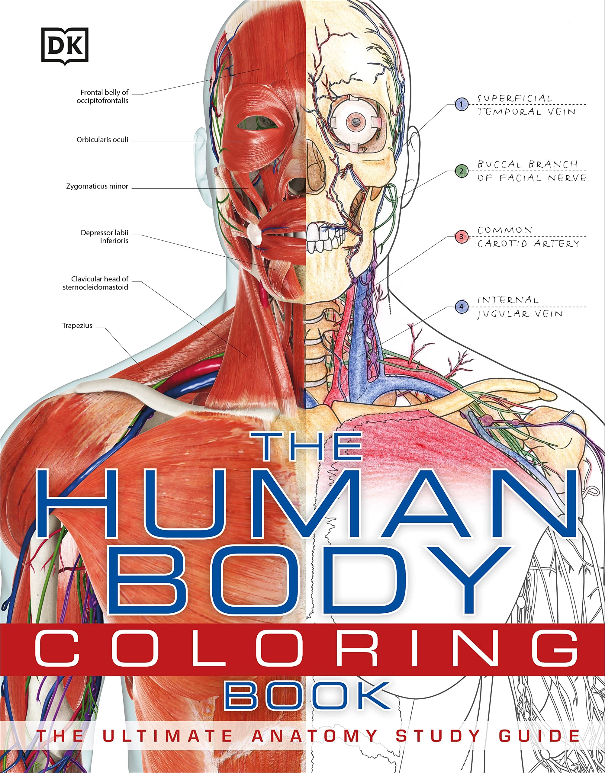 The Human Body Coloring Book: The Ultimate Anatomy Study Guide (DK Human Body Guides) used book depot