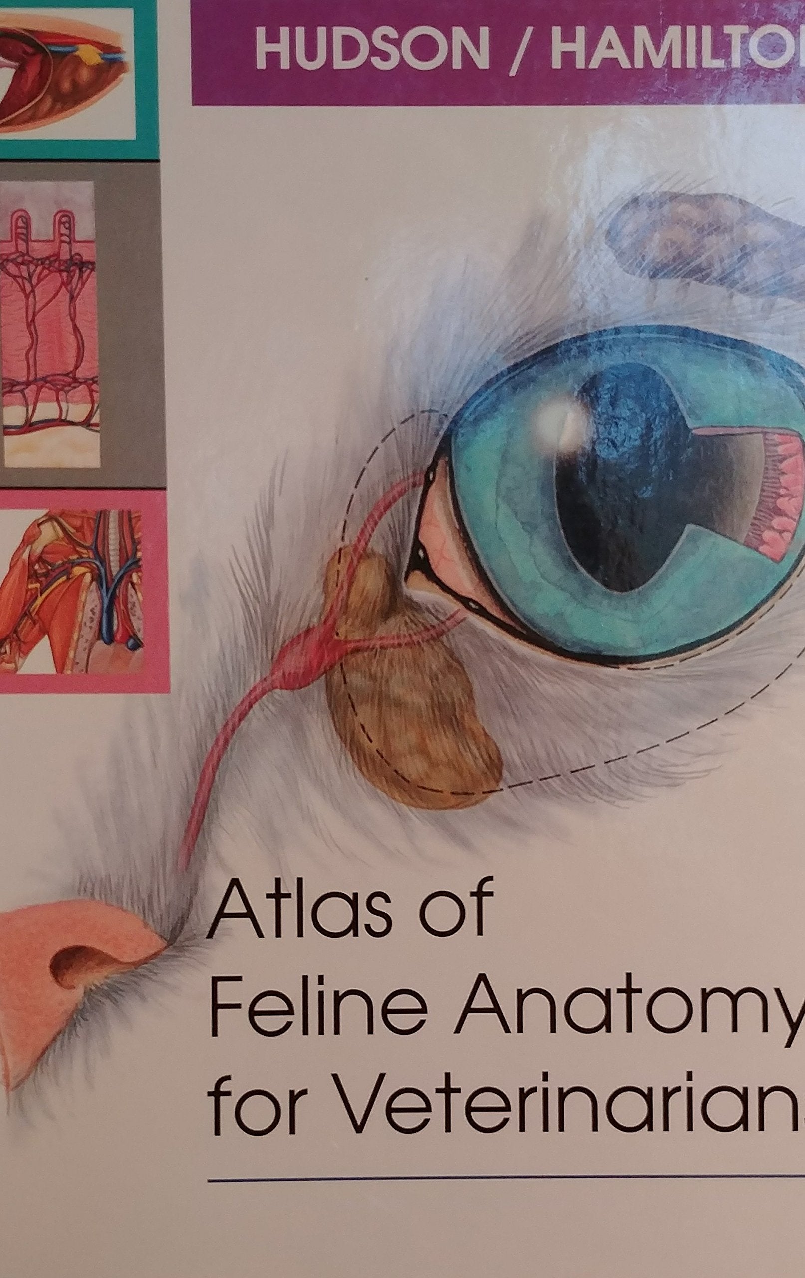 Atlas of Feline Anatomy for Veterinarians used book depot