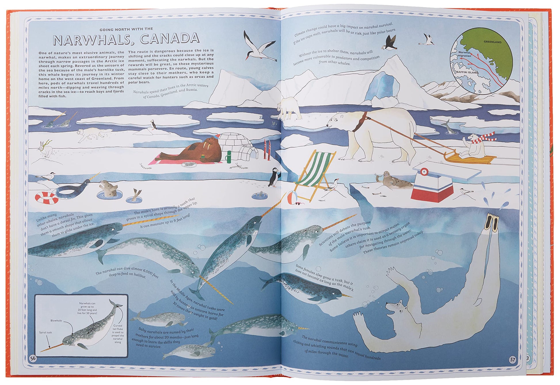 Atlas of Animal Adventures: A collection of nature's most unmissable events, epic migrations and extraordinary behaviours used book depot