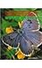 Butterflies (Endangered!)