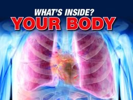 What's Inside Your Body? used book depot