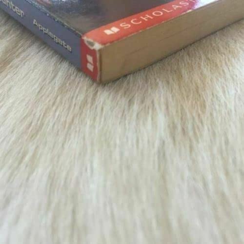 The Encounter (Animorphs#3)