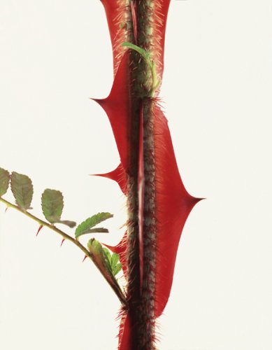 Fleur Olby: Plant Portraits used book depot