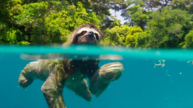 Planet Earth II (4K Ultra HD) [4K UHD] used book depot
