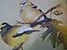 Painting Songbirds with Sherry C. Nelson: 15 Beautiful Birds in Oil