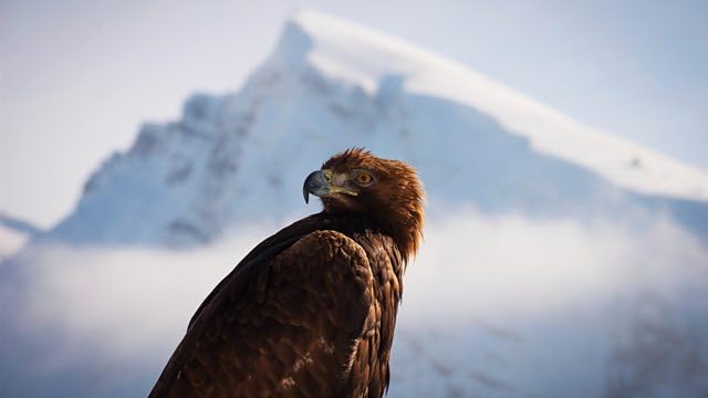 Planet Earth II (4K Ultra HD) [4K UHD] used book depot
