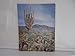 All About Saguaros [Paperback] Hodge, Carle