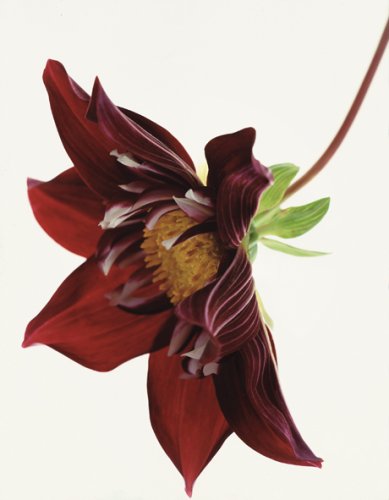 Fleur Olby: Plant Portraits used book depot