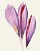 Fleur Olby: Plant Portraits Fleur Olby; Damon Murray; Stephen Sorrell and Wayne Ford