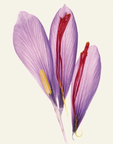 Fleur Olby: Plant Portraits used book depot