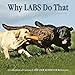 Why Labs Do That: A Collection of Curious Labrador Behaviors [Hardcover] Davis, Tom