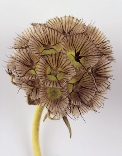Fleur Olby: Plant Portraits used book depot