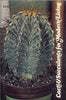 Cacti  Succulents for Modern Living Anon