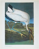 50 Audubon birds of America: From the original double elephant folio John James Audubon and Roger Tory Peterson