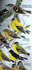 Birds of North America Golden Field Guide from St Martins Press Zim, Herbert S; Robbins, Chandler S; Bruun, Bertel and Singer, Arthur