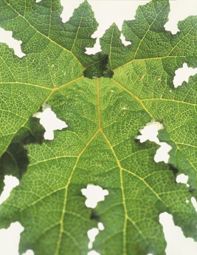 Fleur Olby: Plant Portraits used book depot