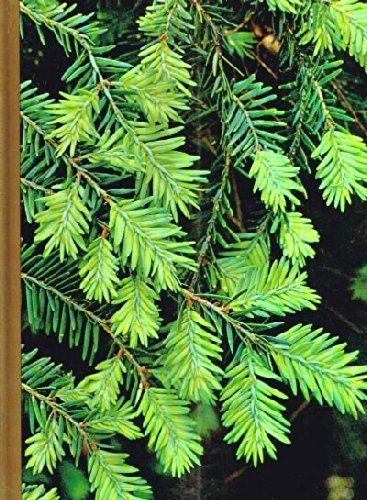Evergreens used book depot