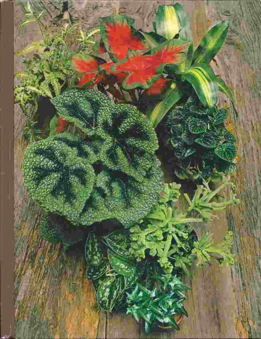 Foliage house plants (The Time-Life encyclopedia of gardening) used book depot