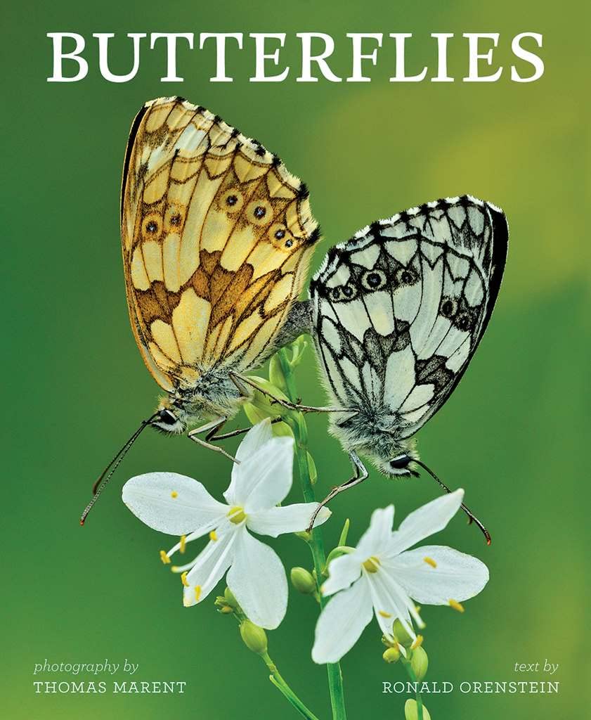 Butterflies used book depot