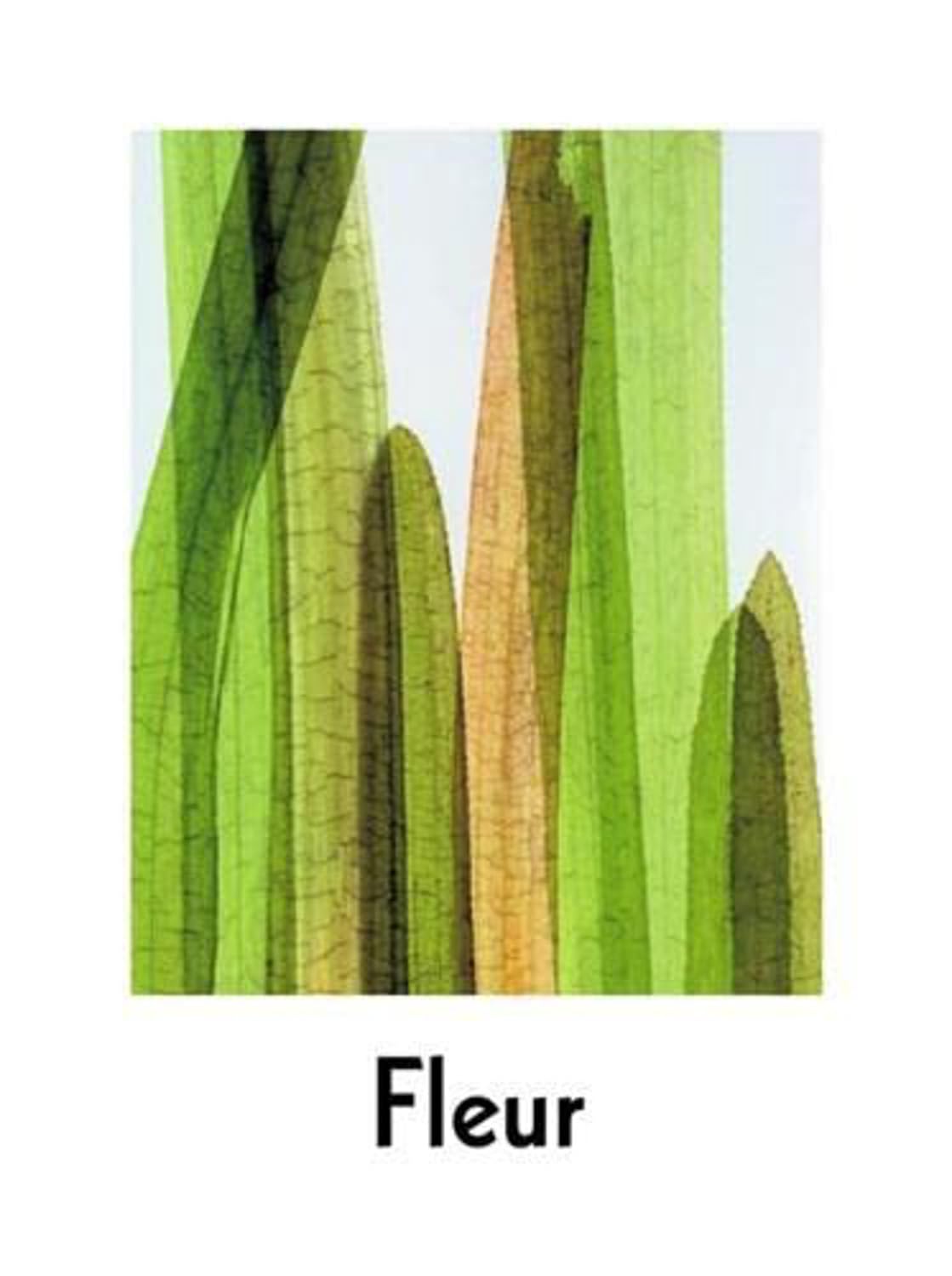 Fleur Olby: Plant Portraits used book depot