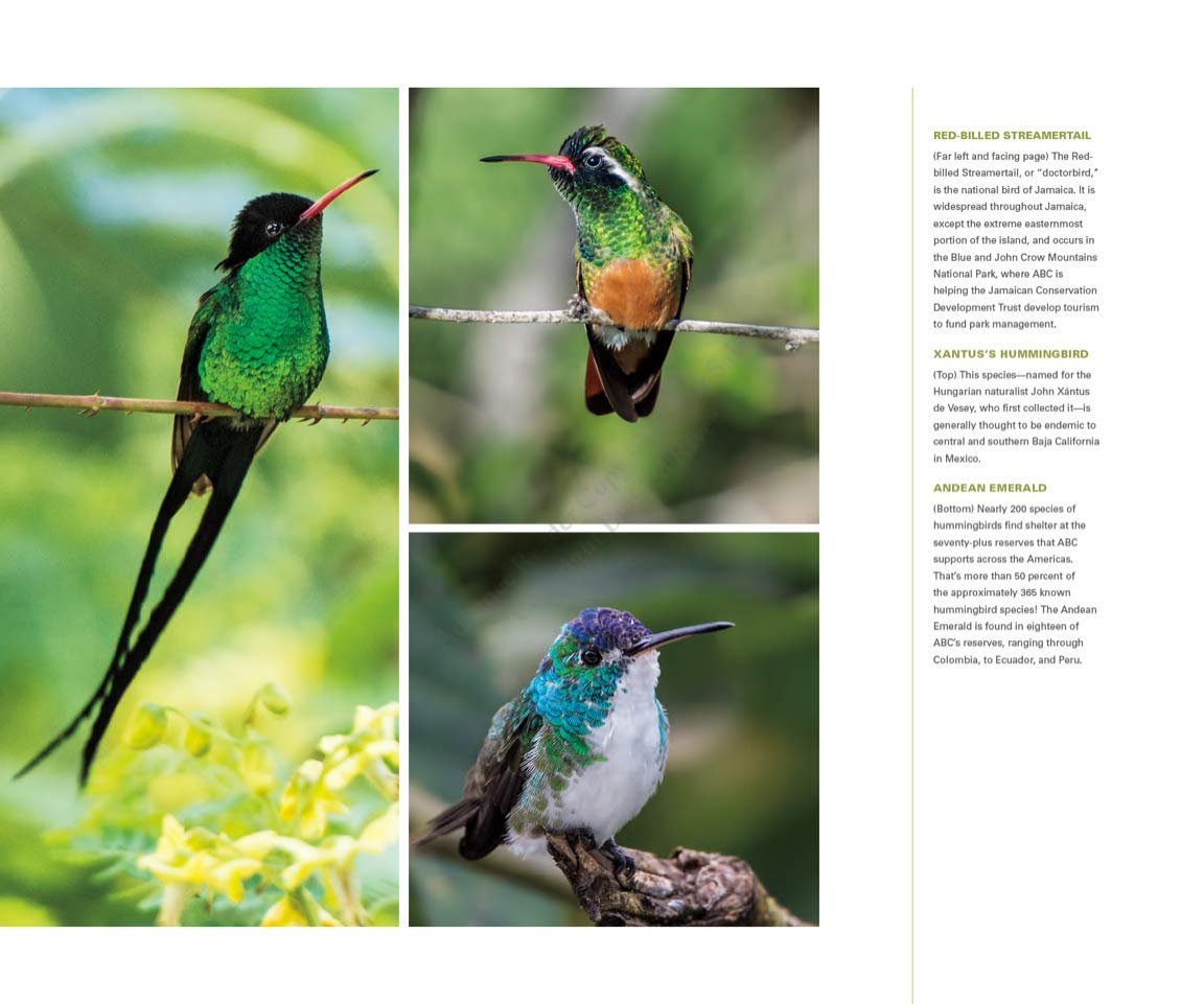 Bringing Back the Birds: Exploring Migration and Preserving Birdscapes throughout the Americas used book depot