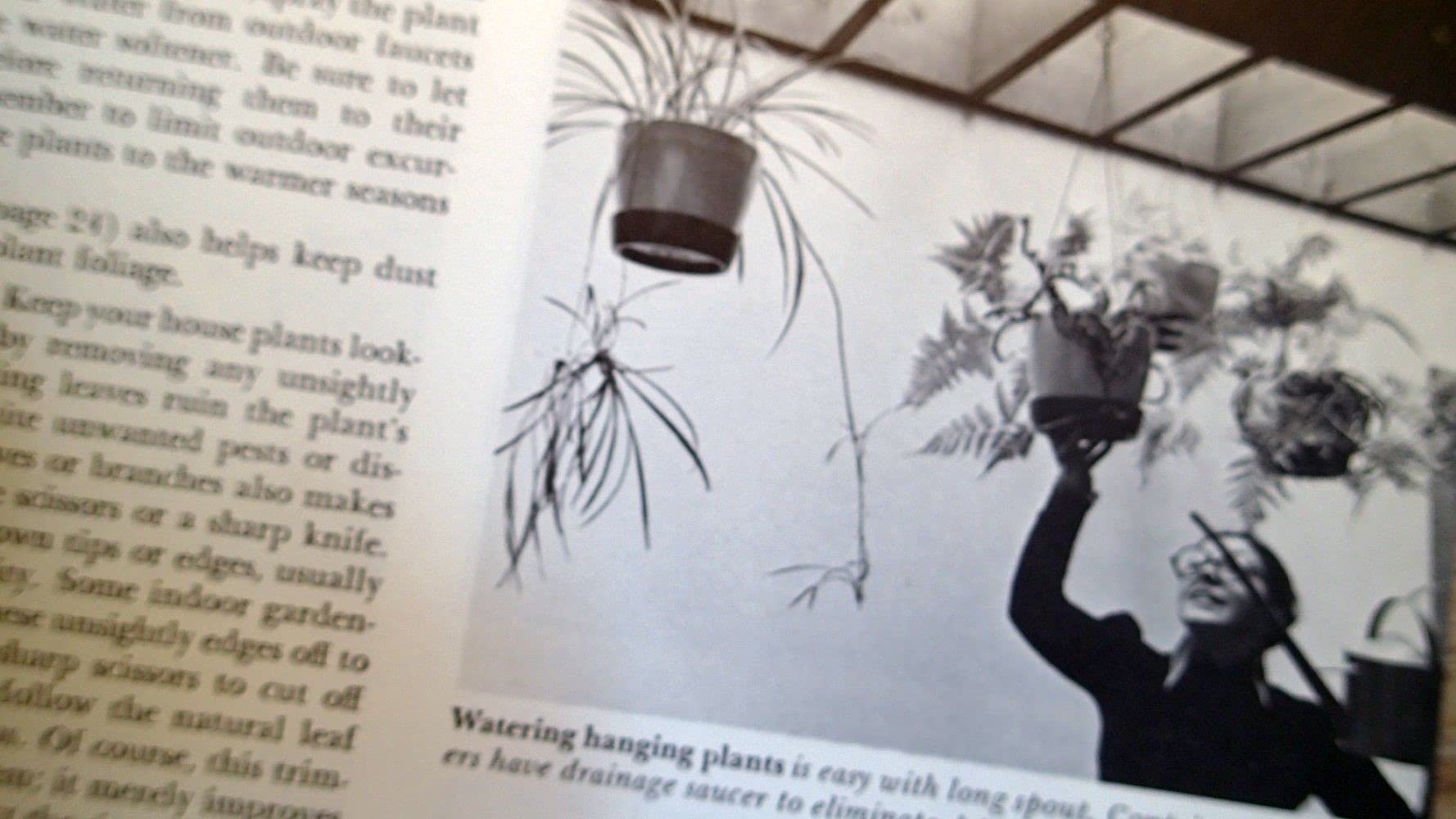 How to Grow House Plants used book depot