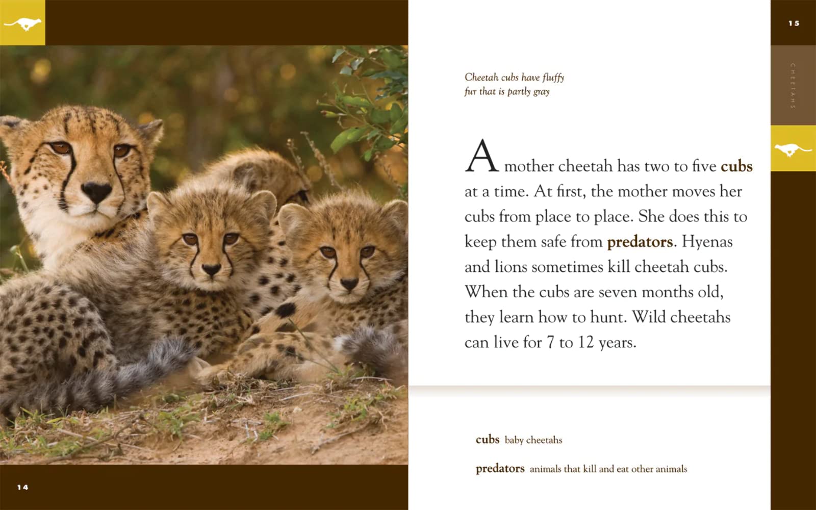 Amazing Animals: Cheetahs used book depot