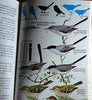 Birds of North America Golden Field Guide from St Martins Press Zim, Herbert S; Robbins, Chandler S; Bruun, Bertel and Singer, Arthur