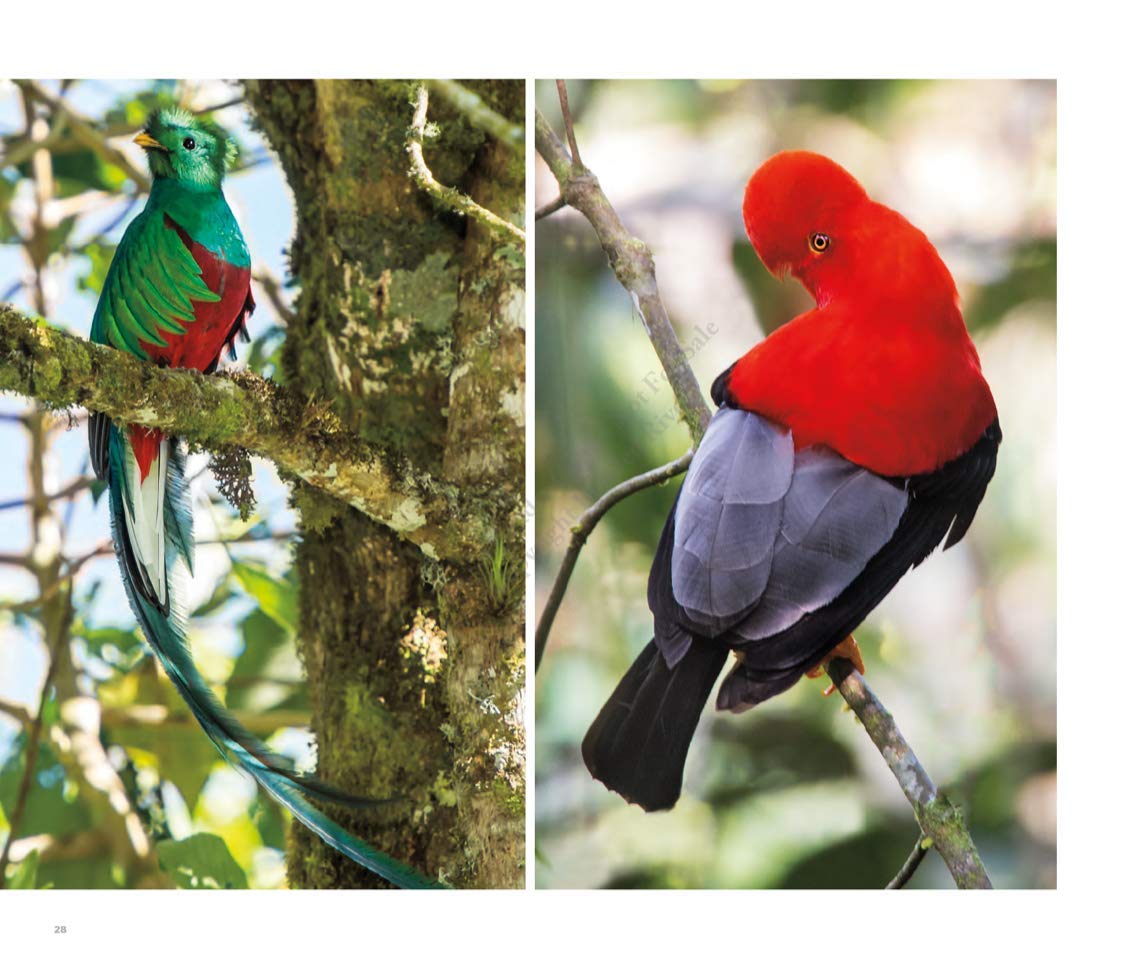 Bringing Back the Birds: Exploring Migration and Preserving Birdscapes throughout the Americas used book depot