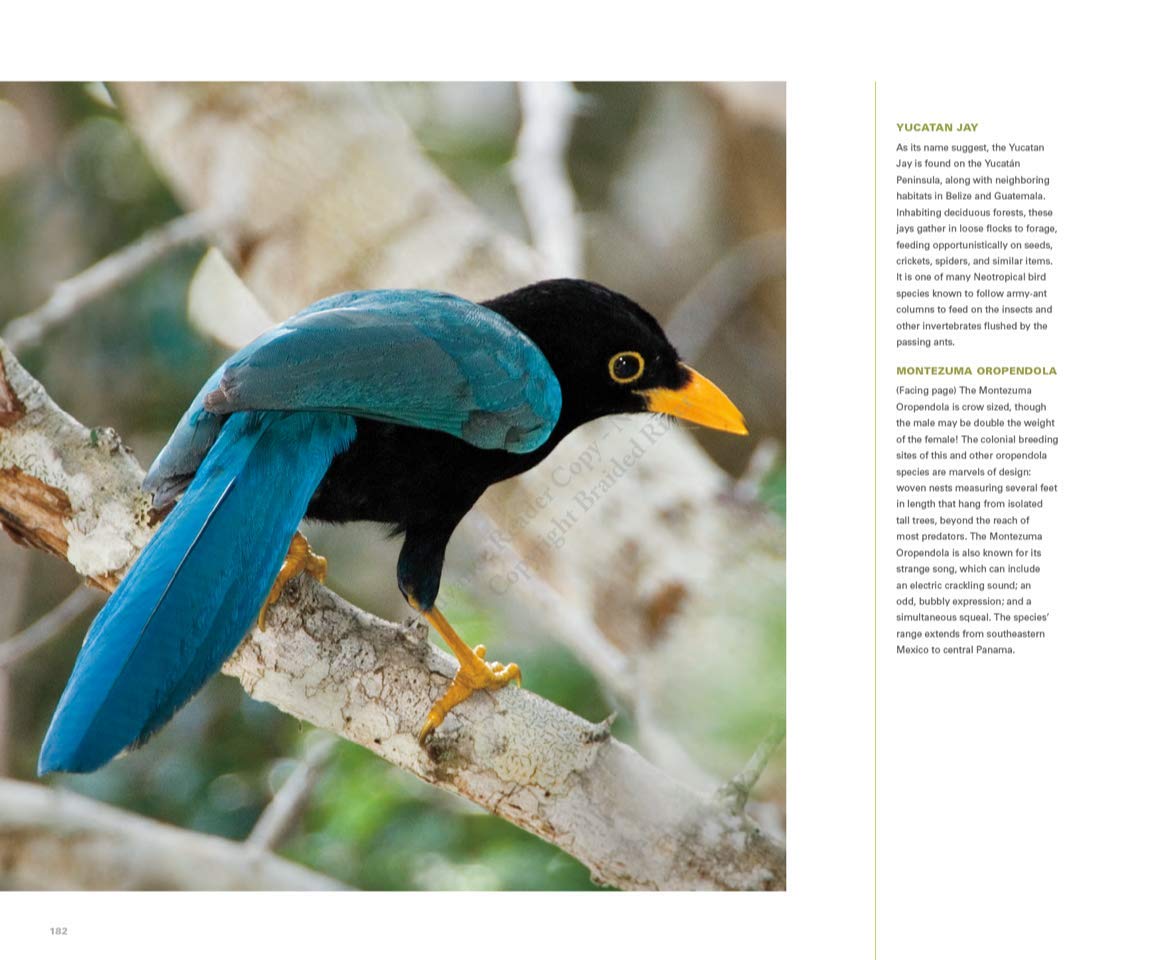 Bringing Back the Birds: Exploring Migration and Preserving Birdscapes throughout the Americas used book depot