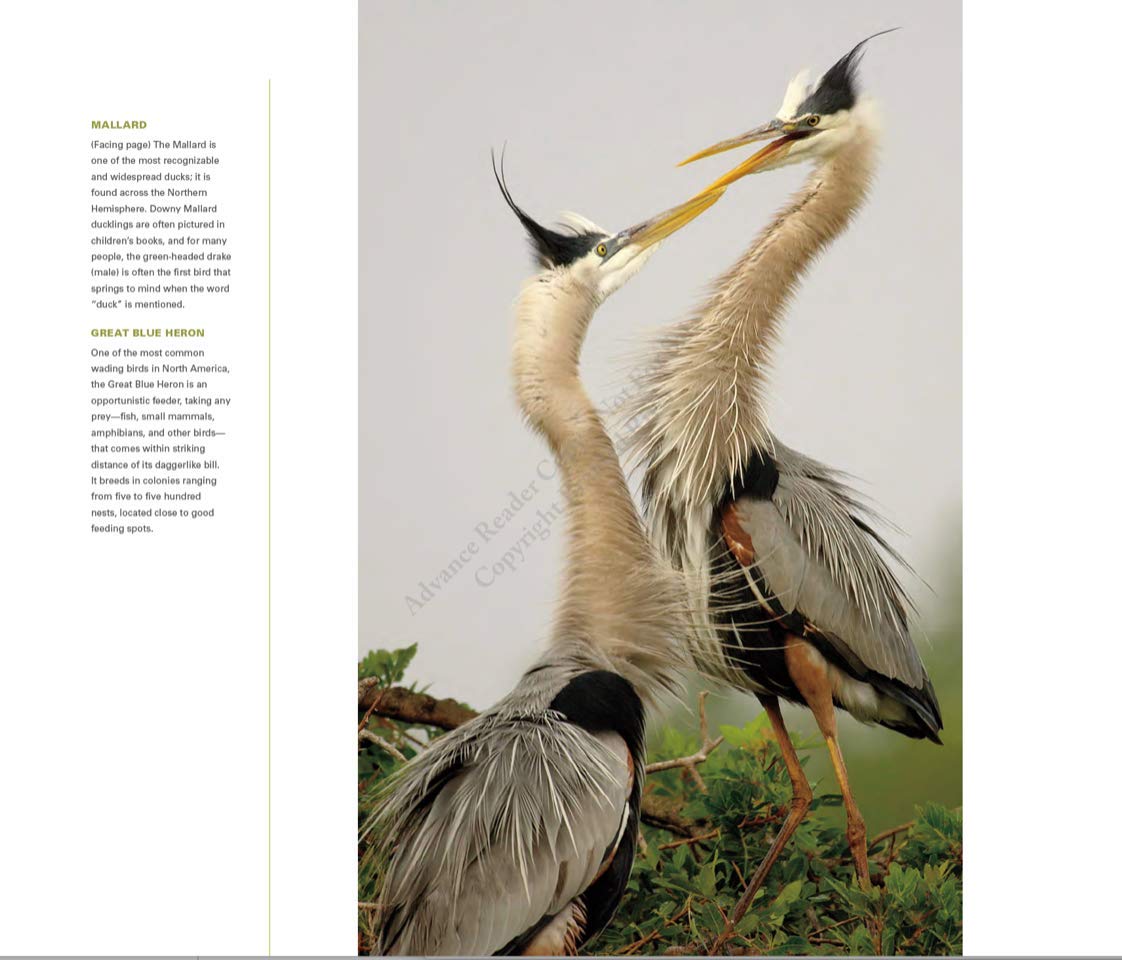 Bringing Back the Birds: Exploring Migration and Preserving Birdscapes throughout the Americas used book depot
