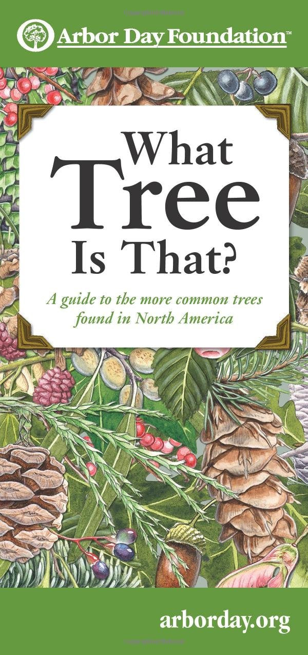What Tree Is That?: A Guide to the More Common Trees Found in North America (Mom's Choice Awards Recipient) used book depot