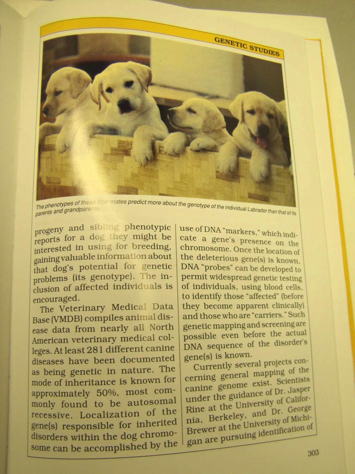 The Official Book of the Labrador Retriever used book depot