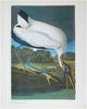 50 Audubon birds of America: From the original double elephant folio John James Audubon and Roger Tory Peterson