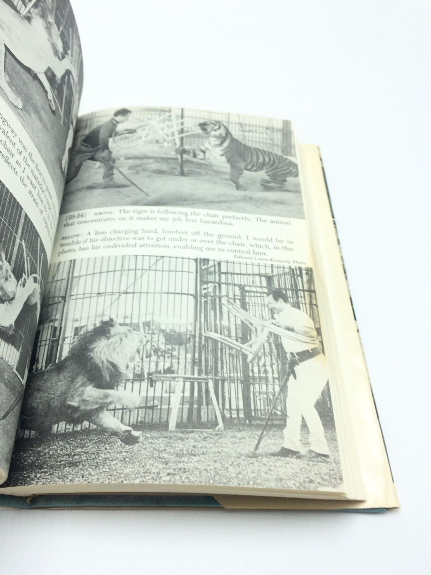 Facing the Big Cats: My World of Lions and Tigers