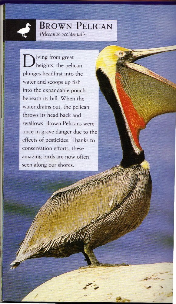 Birds (National Audubon Society First Field Guides) used book depot