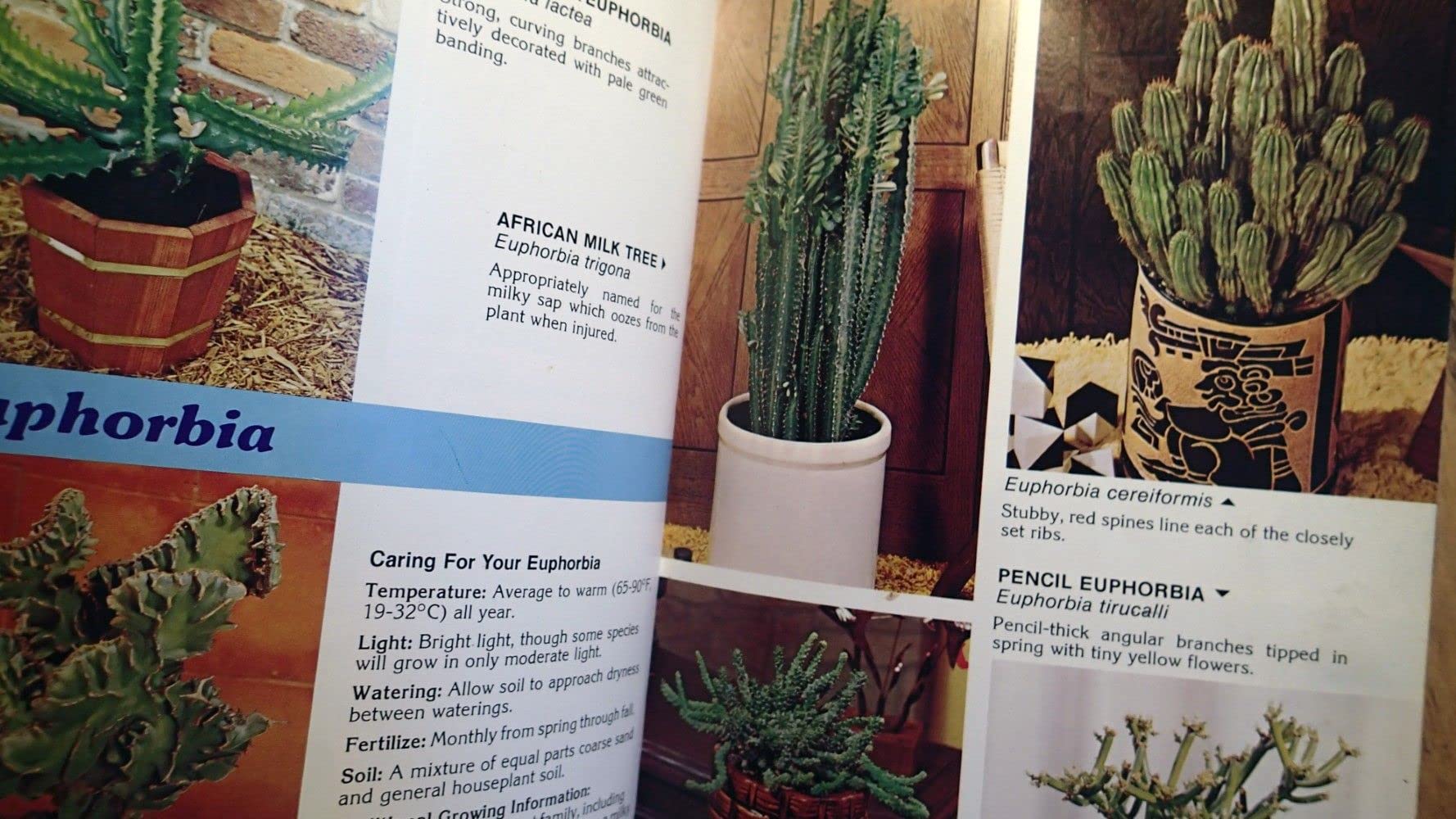 Cacti & Succulents for Modern Living used book depot