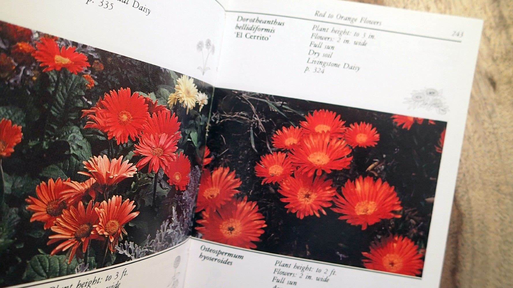 Taylor's Guide to Annuals (Taylor's Guide to Gardening) used book depot