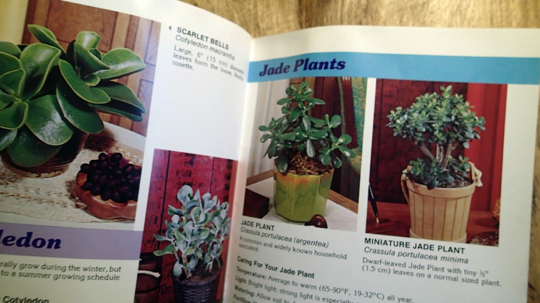 Cacti & Succulents for Modern Living used book depot