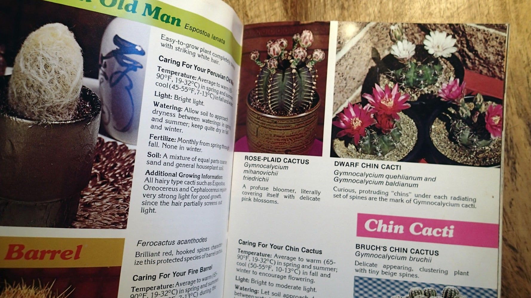 Cacti & Succulents for Modern Living used book depot