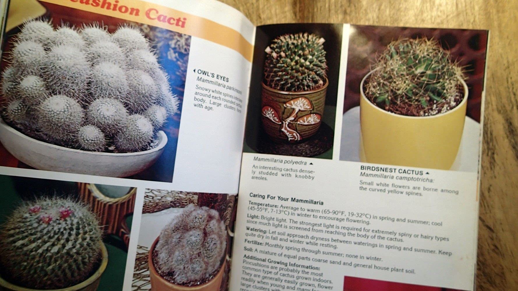 Cacti & Succulents for Modern Living used book depot