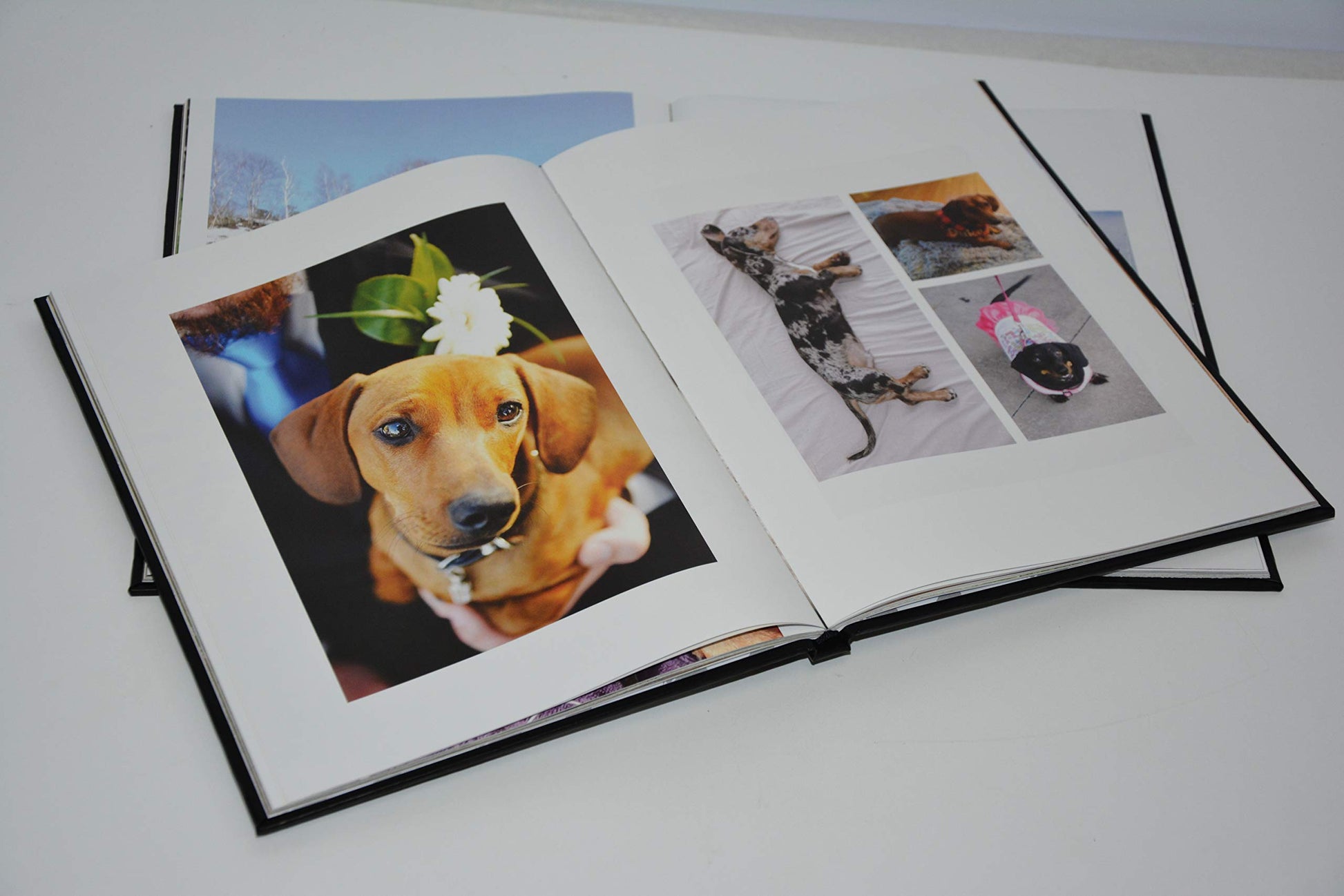 The Book of Dachshunds - Hardcover Dachshund Book used book depot