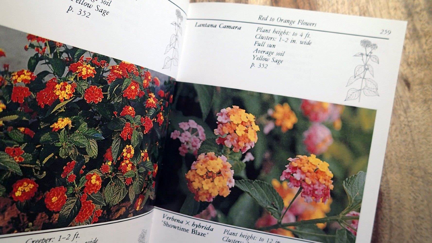 Taylor's Guide to Annuals (Taylor's Guide to Gardening) used book depot