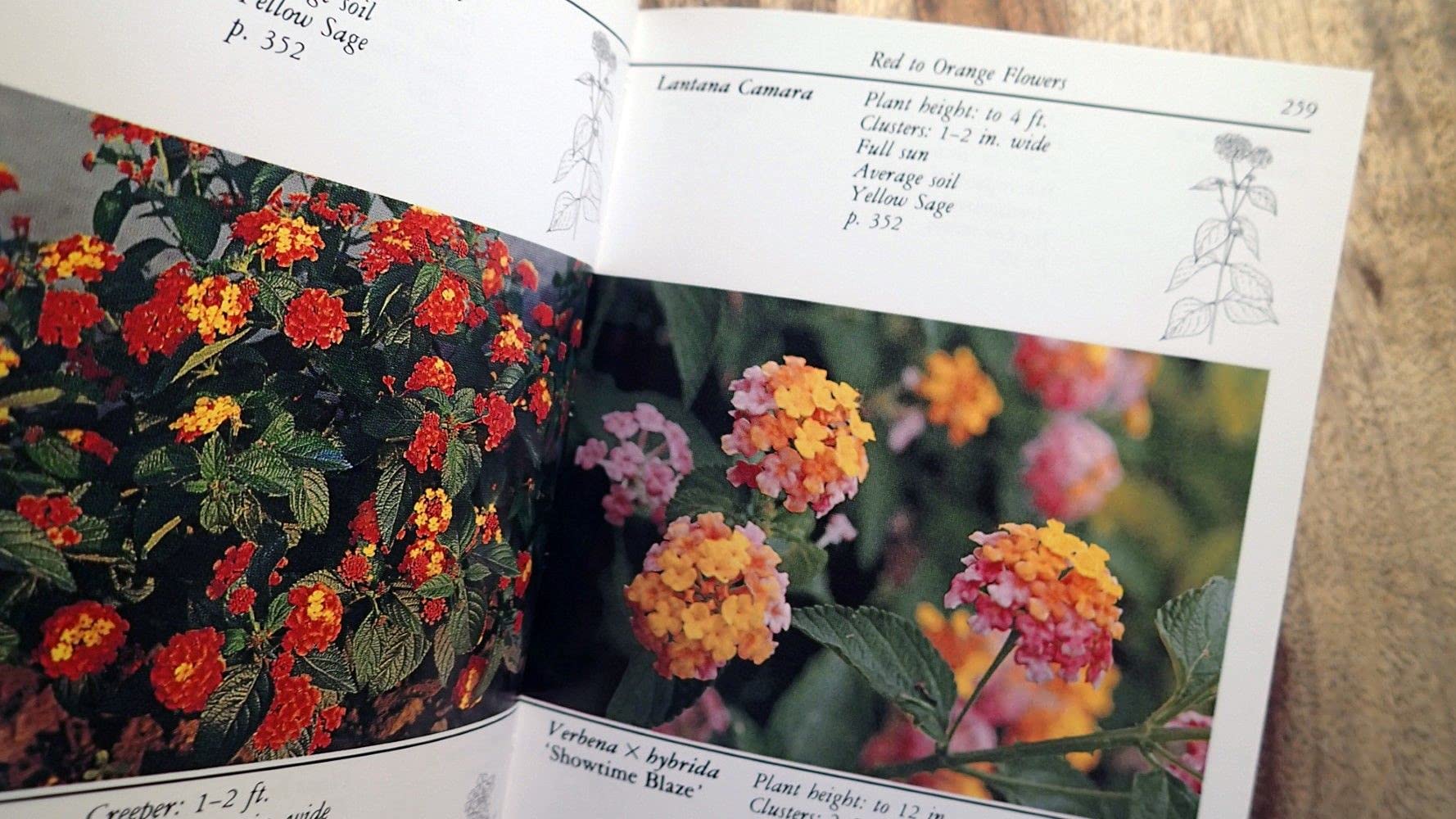 Taylor's Guide to Annuals (Taylor's Guide to Gardening) used book depot