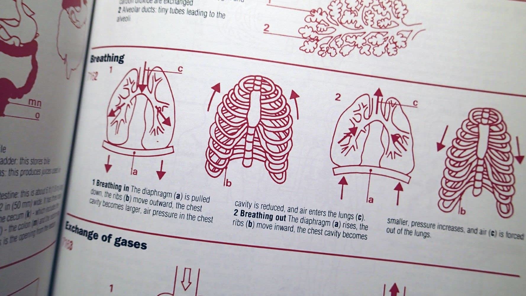 The Macmillan Visual Desk Reference used book depot