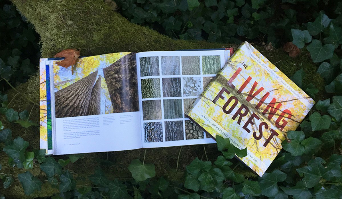The Living Forest: A Visual Journey Into the Heart of the Woods used book depot