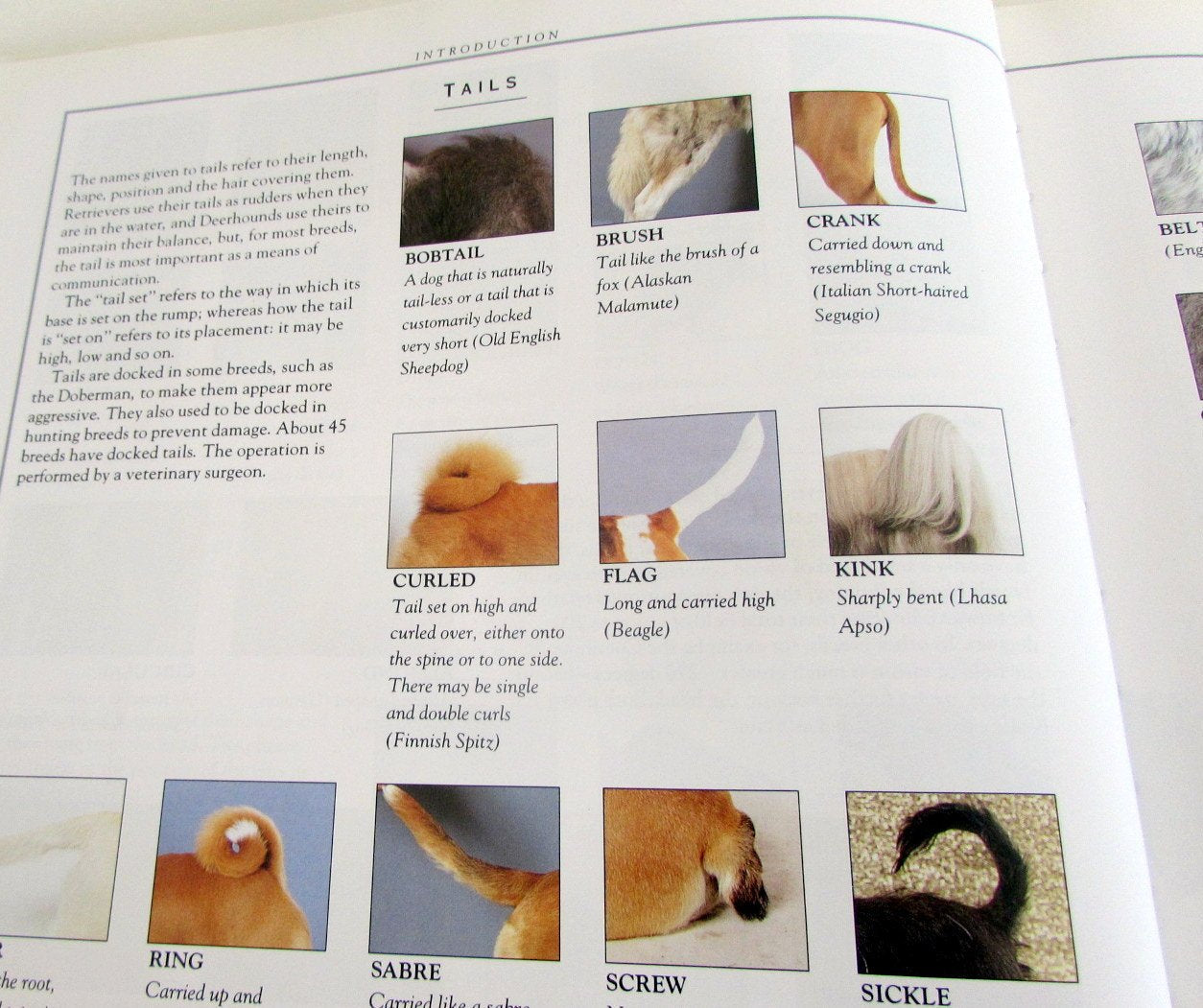 The Illustrated Encyclopedia of Dog Breeds used book depot