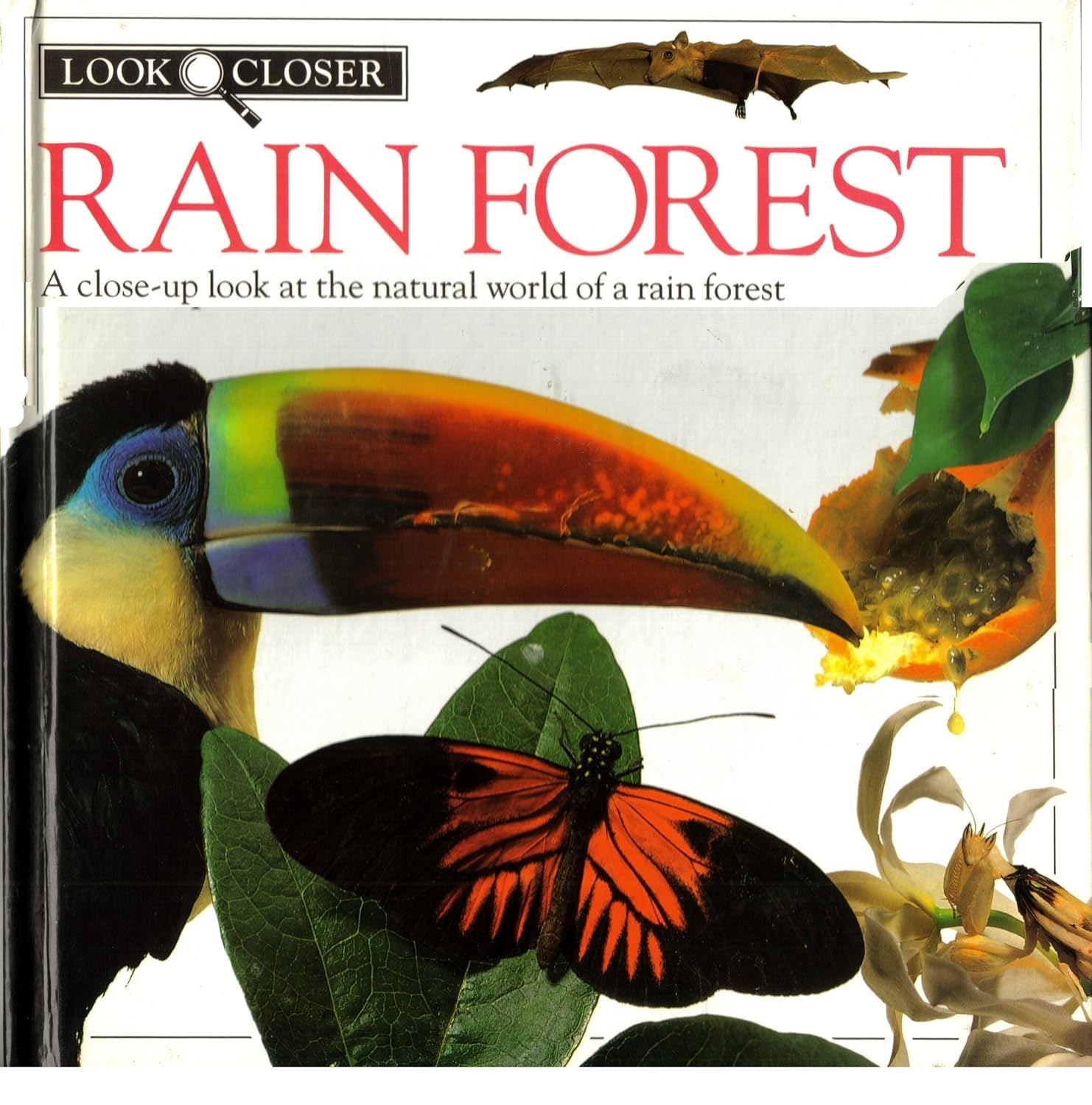 Rain Forest (Look Closer) used book depot