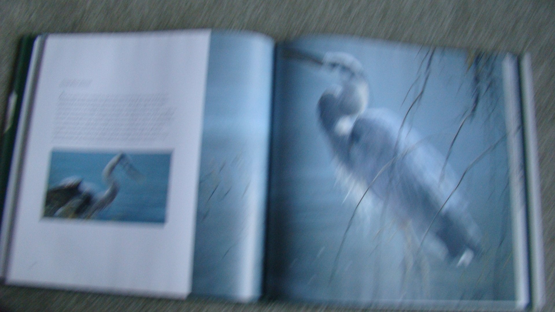 Birds
